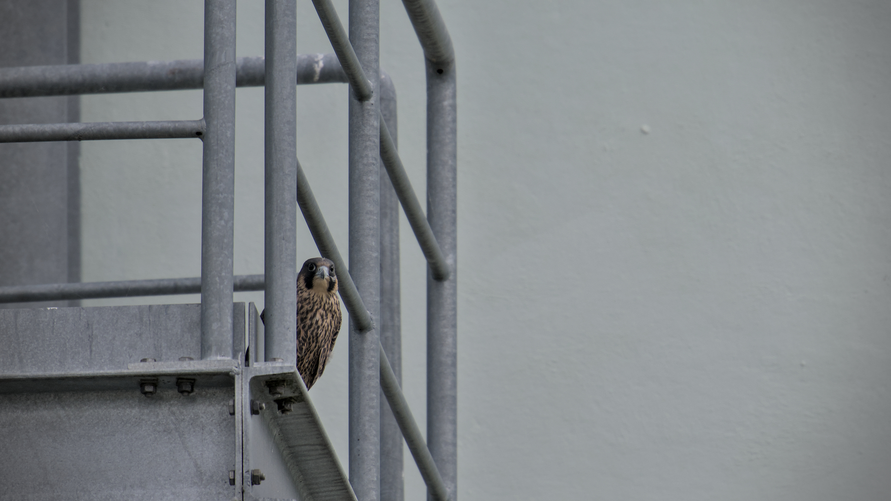 Wanderfalke schaut von Treppenpodest herab