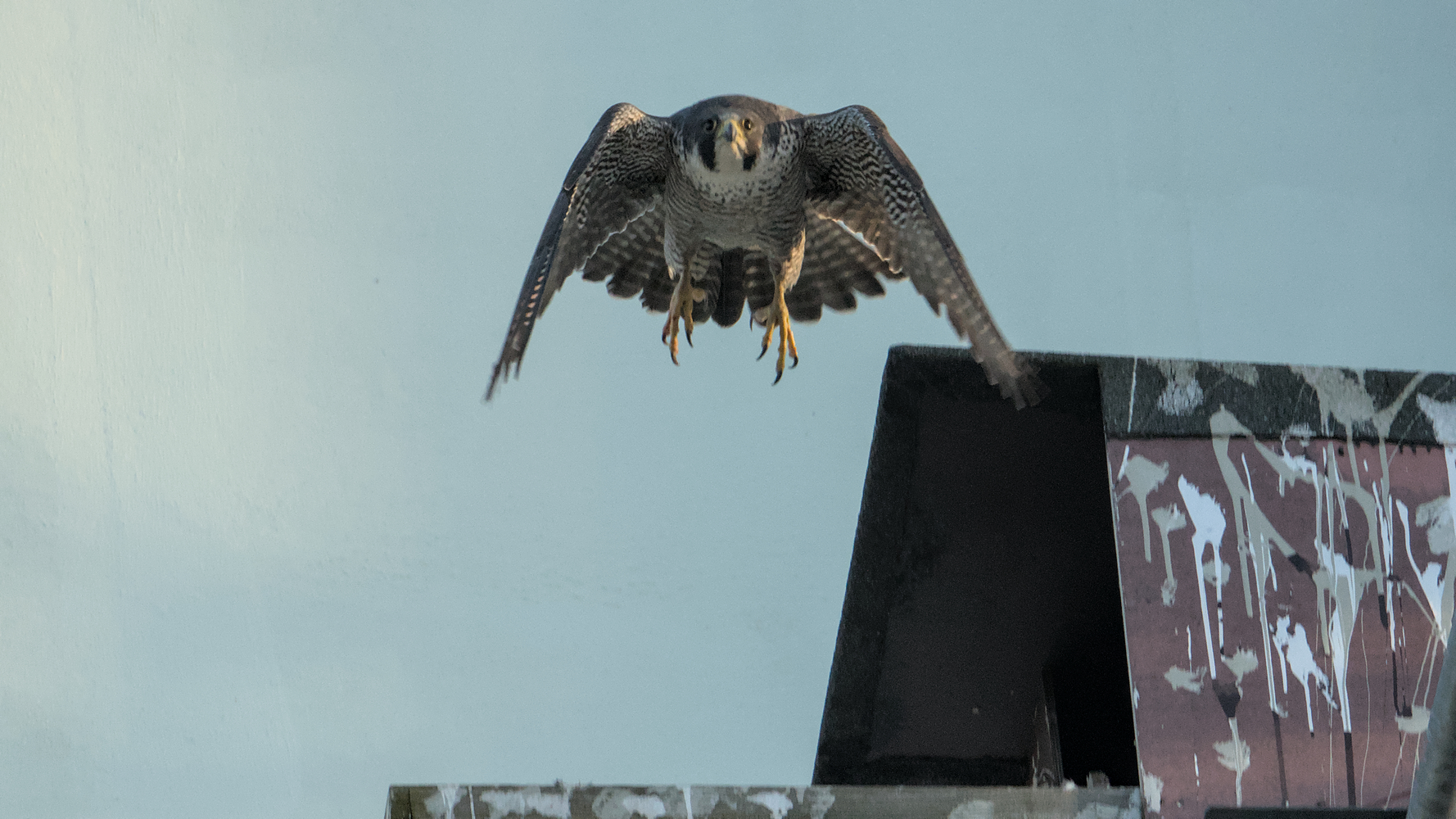 Wanderfalke beim Abflug vom Nistkasten